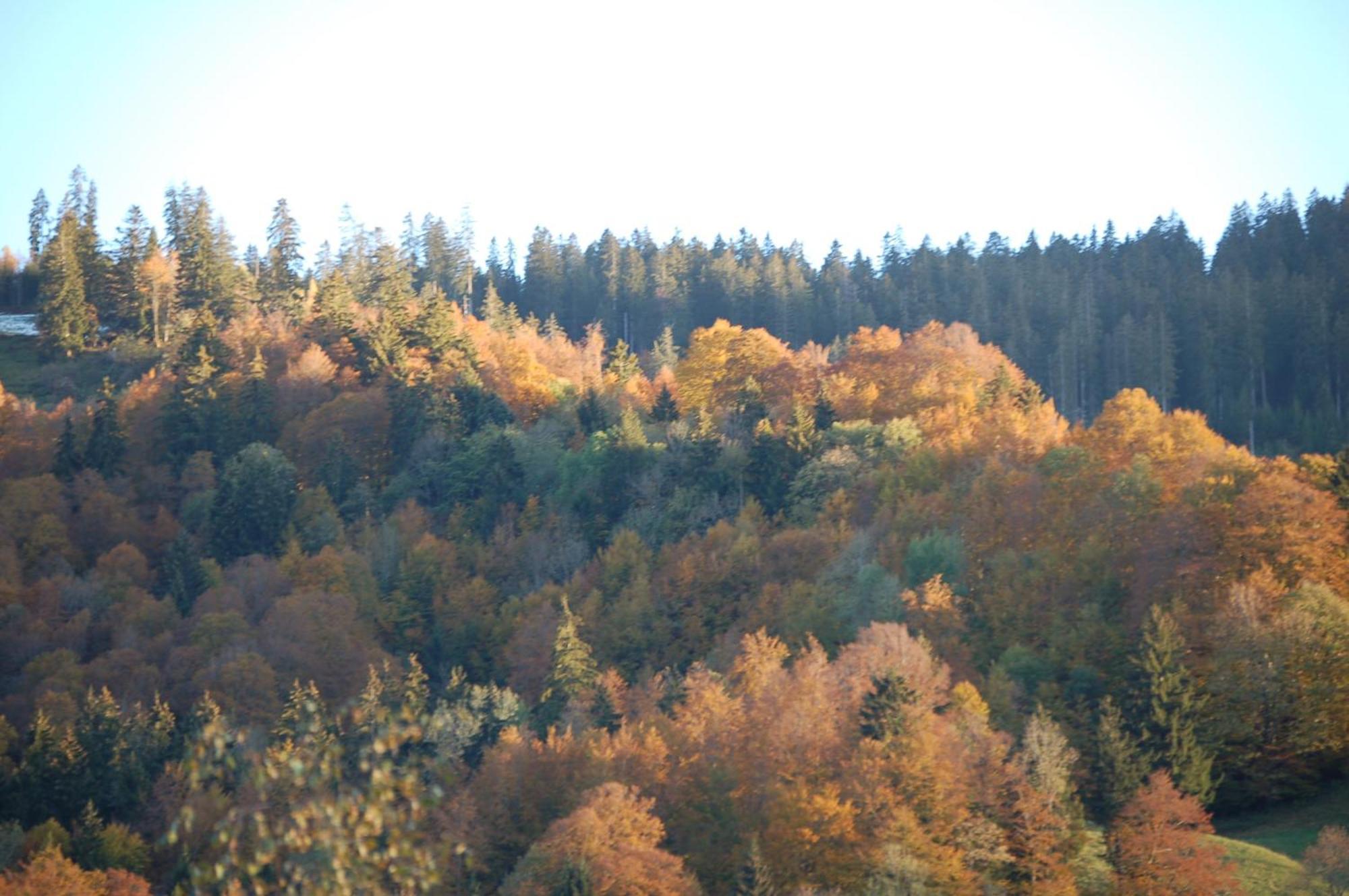 Gasthaus Schaefli Alt St. Johann エクステリア 写真